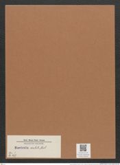 Navicula oculata Breb. (de-Toni-Nr.: Genus 1, Species 297) Zeichnungen Sammlung Grunow Mappe 00240 (Herbarium_W_Grunow_drawings_Folder_00240)